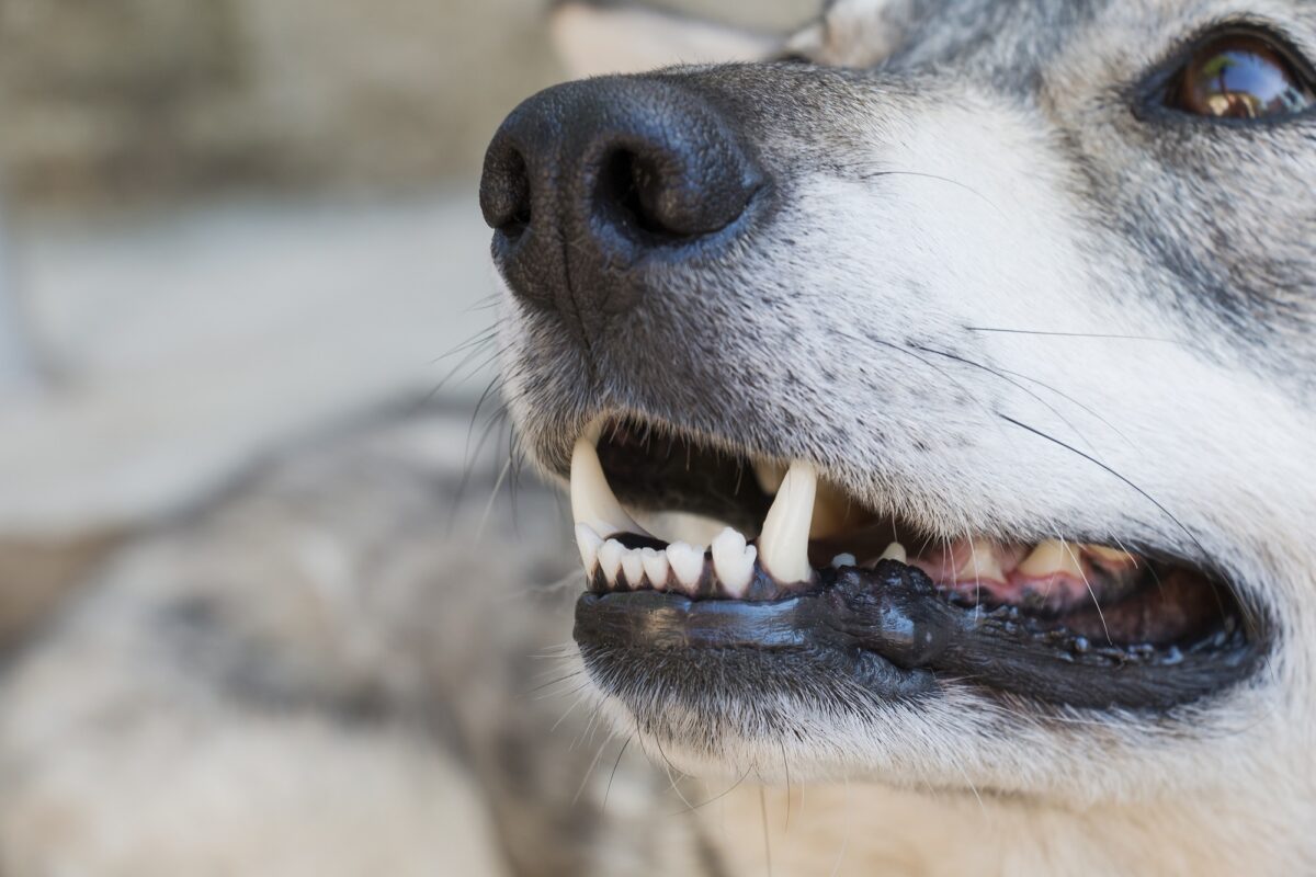 kutya fogápolás